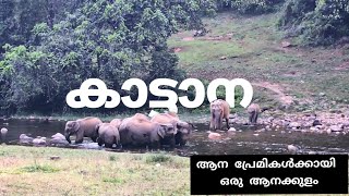 ആനക്കുളത്തെ ആന കാഴ്ച്ച                          Anakulam Elephant View Point| Mankulam,Munnar