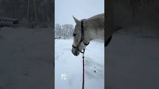 Зимняя зарисовка с Куклой.  #horse #лошади