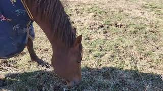 Poppy's having a Baby! AQHA RL Best of Sudden Batt Man baby