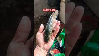 I saved a snakehead fish life #fish #fishing #animals #ytshorts #shorts #rammandir #ram #enjoy