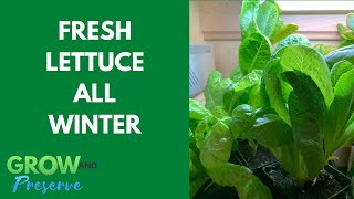 Start Growing Indoors Now for Fresh Lettuce all Winter