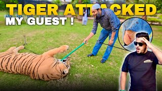 Tiger ko Guest Sy Milwana Mehnga Parh Gaya 😱 | Tiger Attacks On My Guest 😰 | Nouman Hassan