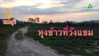 หุงข้าวที่วังแขม(ลพบุรี)