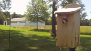 Tree Swallow Nesting Box Great Swamp June 19, 2011