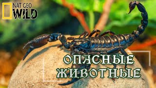 Опасные животные Амазонии. Мир природы, дикие животные. #Документальный фильм. National Geographic