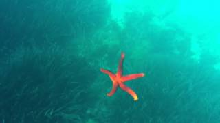 Sea star back where it belongs