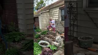 Transplanting hostas and planting a new plant in my shade garden!