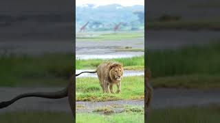 Lion shorts Attitude #shorts #viral #trending #viralshorts