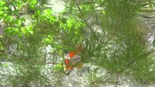 agassizii Fire Red cacatuoides Orange.wmv