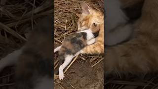 Rescue Cat: Mother Cat Left on Roadside After Accident, Cubs Scared and Crying