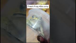 Fresh Frog 45rs only  #frog #cat #catlovers #froglovers