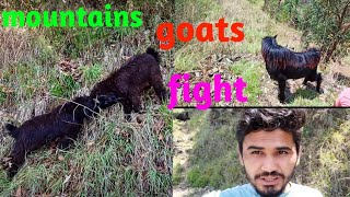 पहाड़ी बकरों की लड़ाई 🐐🐐 😱//fight of mountains goats//❤️❤️ Epic wild animal fight big horn sheep🐑