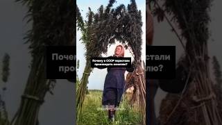 Почему коноплю ПЕРЕСТАЛИ выращивать в СССР?😨