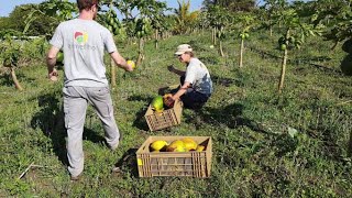 Des expérimentations pour l'homologation de produits de biocontrôle à La Réunion