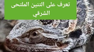 تعرف على التنين الملتحي الشرقي 🐉 🐲 🐉