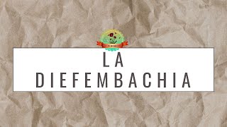 La Diefembachia: características, cuidados y usos