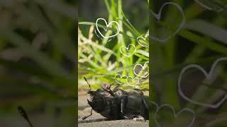 Brave Beetle Bug Rescues Himself! - Nature Videos for Kids