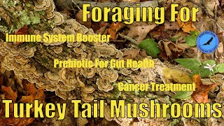 Foraging For Turkey Tail Mushrooms