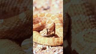 #amaazon #documentary #freedom #natural #snake #fear #earth