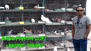 BABU PIGEON LOFT | pigeon videos | Biggest pigeon market in Dhaka | | Pigeon Market.net