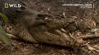 Една-две крави седмично | Croctober | NG Wild Bulgaria