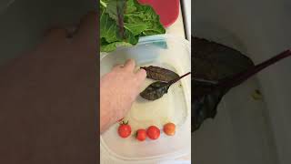 Fresh picked vegetables from my backyard garden November 10th Spinach, tomato 🍅 beets purple greens