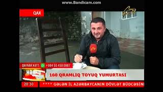 QAXDA TOYUQ QEYRI ADI YUMURTA YUMURTALADI