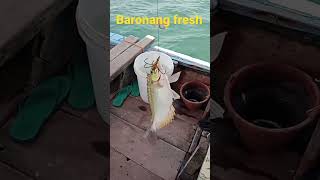 ikan baronang #rabbitfish ikan laut paling enak rasanya #mancingikan #mancinglaut #fishing #fish