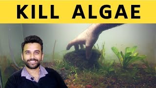 How To Remove Algae From Fish Tank