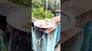 নাশপাতি ফল মাখা... এক বার খেয় দেখুন এভাবে😉🍐/nashpati fruit#shorts #minivlog #shortvideo#food