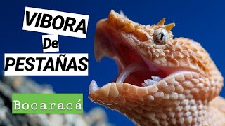 VÍBORA DE PESTAÑAS (Bothriechis schlegelii) - Alimentación, información...