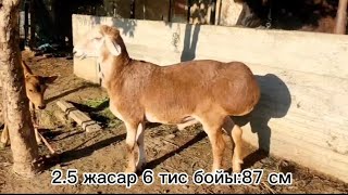 Элита урыктык кошкарлар Гиссар Ауган порода адрес:Наманган ☎️ +998941761979