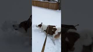 Весна в Канадской деревне😃собака и секг #деревня #жизньвканаде #собака