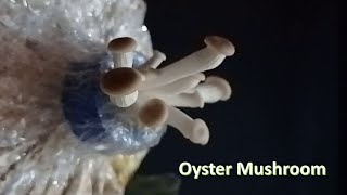 Oyster Mushrooms | Pagtubo Mula Sa Fruiting Bags