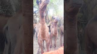 #camel #viral