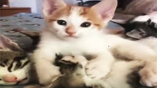 Cute Animals on Tik Tok - Funny Animals on TikTok Compilation 😻 [Funny Pets]