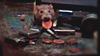 Oscar Goldman the Ninja Rat Stealing my Coins