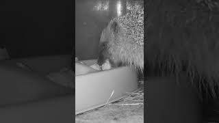 Marilyn - 8 Nov 2023   Hedgehogs Devon UK #animals #hedgehoglover #hedgehog #wildlife