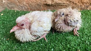 Baby Ringneck Doves 🕊️ after Feeding