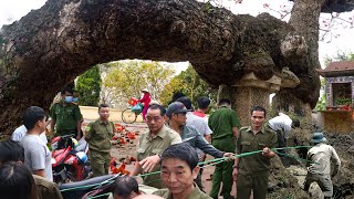 Được Người Đàn Bà Báo Mộng Dân Làng Vội Vàng Đào Gốc Cây Gạo Thì Phát Hiện Sự Việc Kinh Hoàng