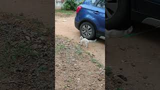 Cat Imitates Dog #cuteanimal #lovely #cutecat #happy #cutekitty #imitation #dog #enjoyment #shorts