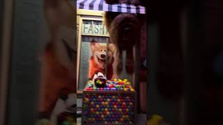 2023 Secret Life of Pets ride Off the Leash Universal Studios Hollywood POV