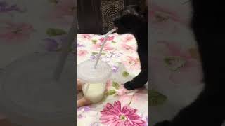 Viral black kitten is trying to #viral#kitten#shorts#funny