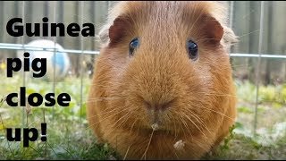 Ginger guinea pig eating grass close up - Gingerandchutney