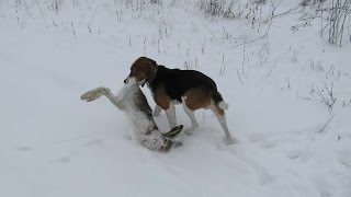 Охотники, Гончаки И не тут то было! (Украл зайца!!!)