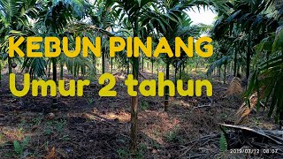 Kebun pinang umur 2 tahun dilahan gambut