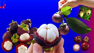 How to grow mangosteen/how to grow mangosteen tree