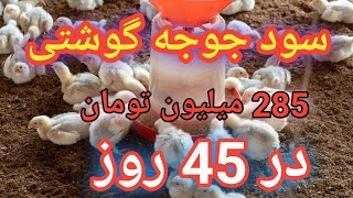 سود پرورش جوجه گوشتی , آموزش پرورش جوجه گوشتی , مرغداری