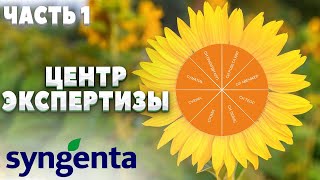 ЦЕНТР ЭКСПЕРТИЗЫ | ГИБРИДЫ ПОДСОЛНЕЧНИКА | СИНГЕНТА |  Часть1