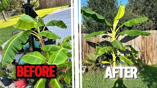 HOW TO MAKE YOUR BANANA PLANT GROW 3X BIGGER!!!